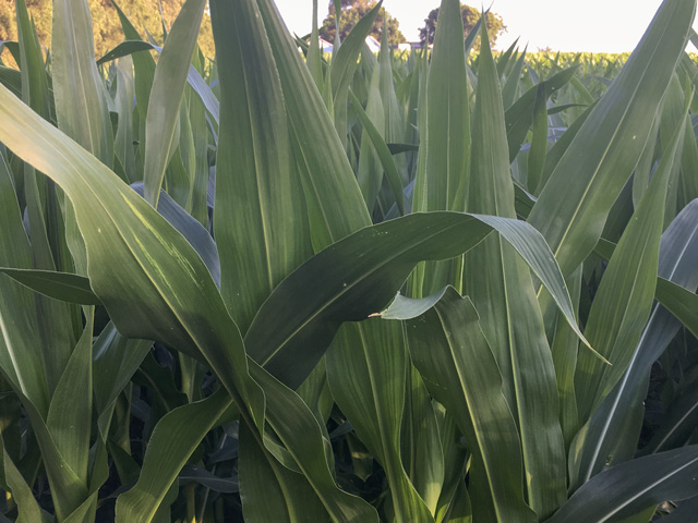 An un-tasseled cornfield in eastern Nebraska typifies the prolonged lag in 2019 crop development for early July. (DTN photo by Bryce Anderson)